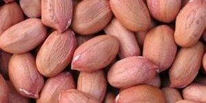 Ground Nuts