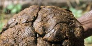 Cow Dung