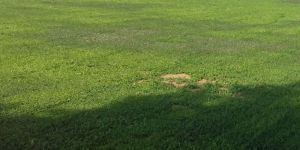 Organic Kasuri Methi