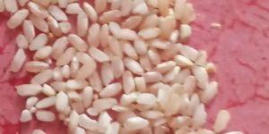 Rice Seed