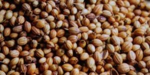 Coriander Seeds