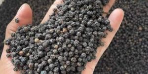Black Pepper