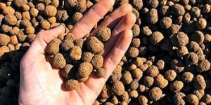 Ashoka Seed Balls