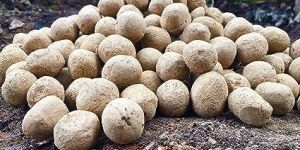 Banyan Seed Balls