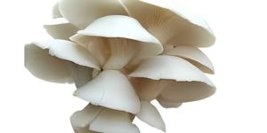 Fresh Oyster Mushroom