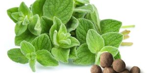 Oregano Seed Balls