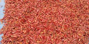 Red Chilli