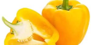 Fresh Yellow Capsicum