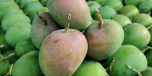 Fresh Kokan Hapus Mango