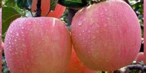 Fresh Kashmiri Apple