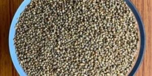 Dried Bajra Seeds