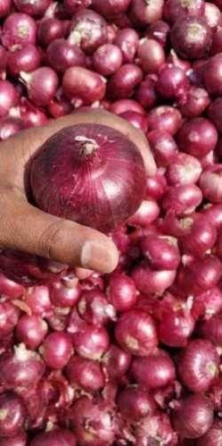 Red Onion