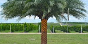 Date Palm Trees
