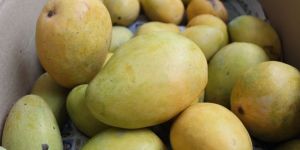 Ulavapadu Mangoes