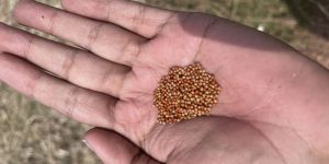 Ragi Seeds