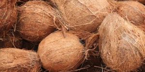 Natural Semi Husked Coconut