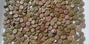 Acacia Senegal Seeds