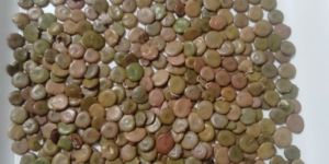 Acacia Senegal Seeds