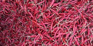 Teja Red Chillies