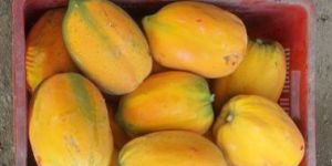 Organic Papaya