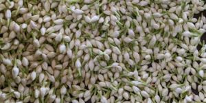 Fresh Jasmine Flowers