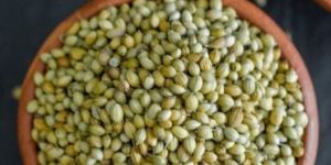 Coriander Seeds