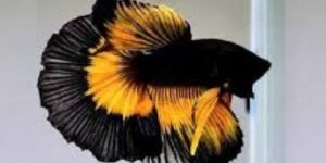 Betta Fish
