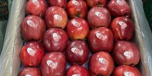 Fresh Kashmiri Apple