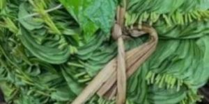 Betel Leaves