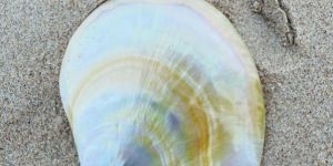 Mother of Pearl Sea Shells