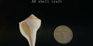 Small Dakshinavarti Shankh