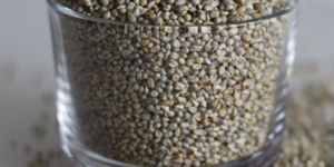 PREMIUM PEARL MILLET