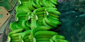 7kg Box Fresh Banana