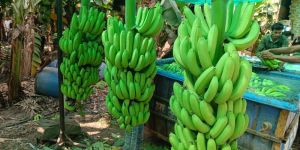 Banana Packaging Box