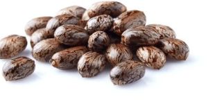 Castor Seeds