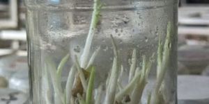 Tissue Cultured Plants