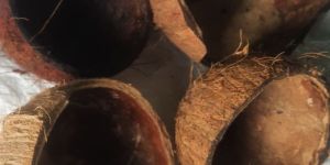 Coconut Shells for Bows Crafting