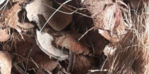 Solid Fire Fuel Coconut Shell