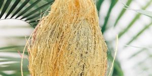 Semi Husked Coconut