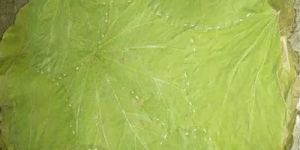 12 Inch Siali Leaf Plates