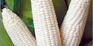 White Maize