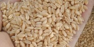 Wheat