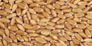 Wheat