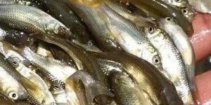 Grass Carp Fish Seed