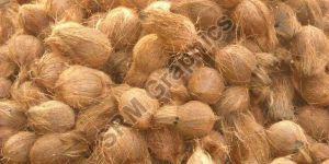 Fresh Semi Husked Coconut