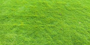 Lawn Grass