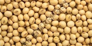 Dried Soybean Seeds