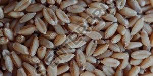 Durum Wheat Seeds