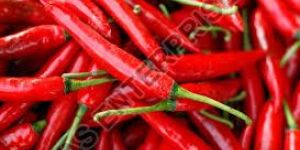 Fresh Red Chilli
