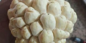 Green Golden Custard Apple Plant